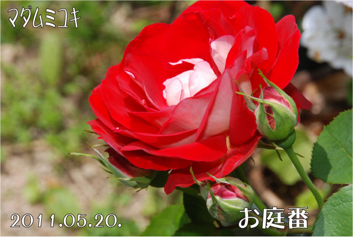 f:id:rotling:20110520132333j:image