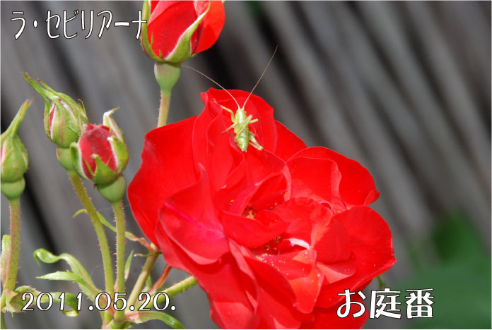f:id:rotling:20110520132337j:image