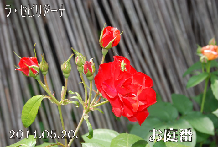 f:id:rotling:20110520132338j:image