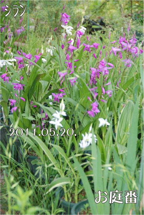 f:id:rotling:20110520132341j:image