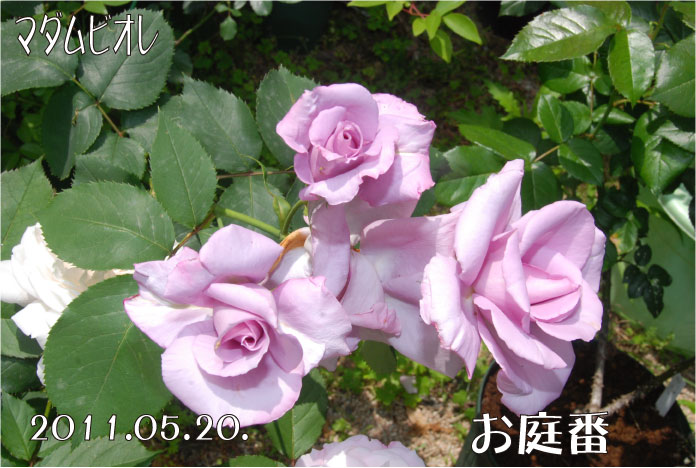 f:id:rotling:20110520132342j:image