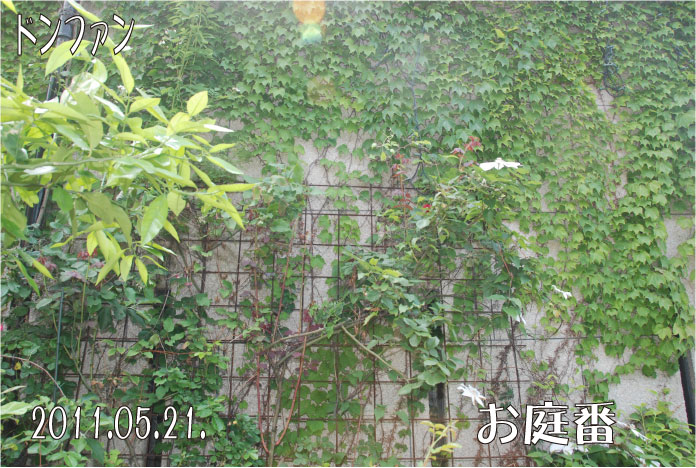 f:id:rotling:20110521164104j:image
