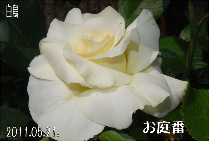 f:id:rotling:20110522101538j:image
