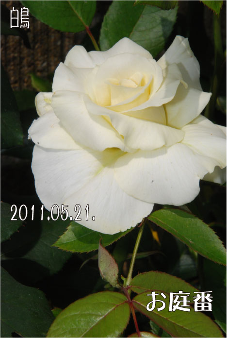 f:id:rotling:20110522101539j:image