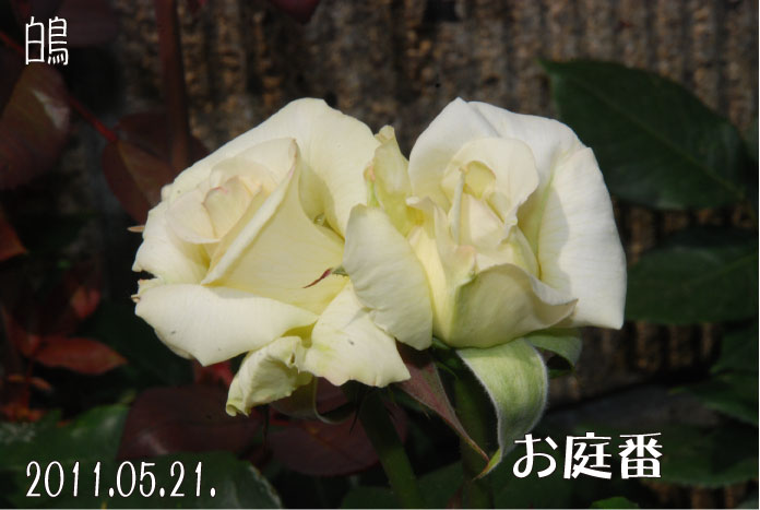 f:id:rotling:20110522101540j:image