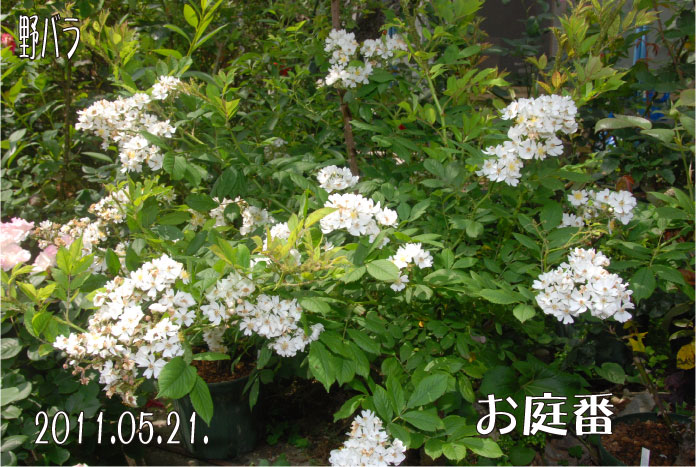 f:id:rotling:20110522101558j:image