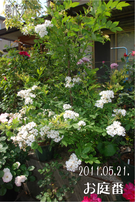 f:id:rotling:20110522101559j:image