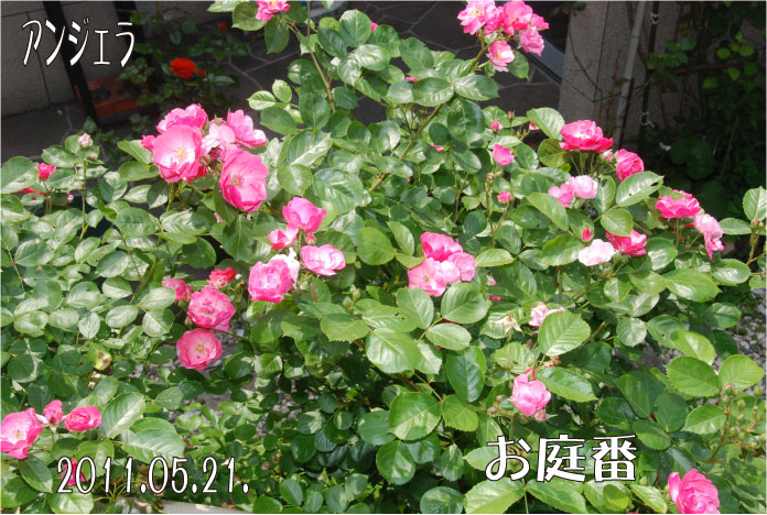 f:id:rotling:20110522183952j:image