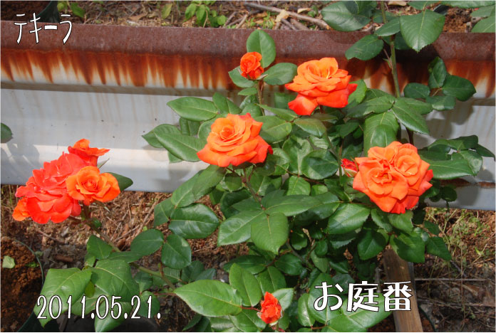 f:id:rotling:20110522183956j:image