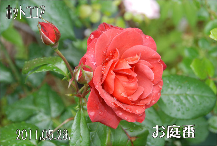 f:id:rotling:20110523131145j:image