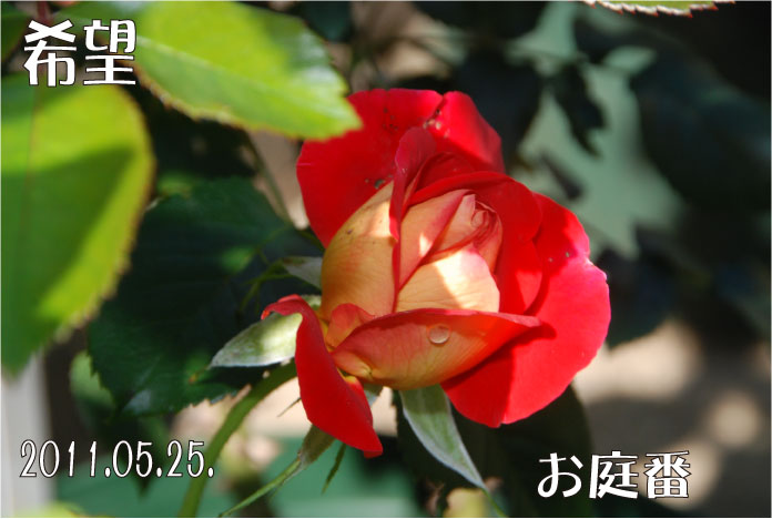 f:id:rotling:20110525090845j:image