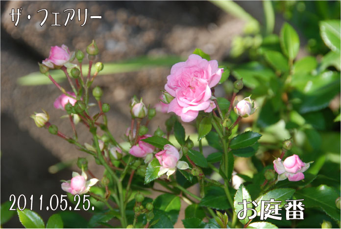 f:id:rotling:20110525090847j:image