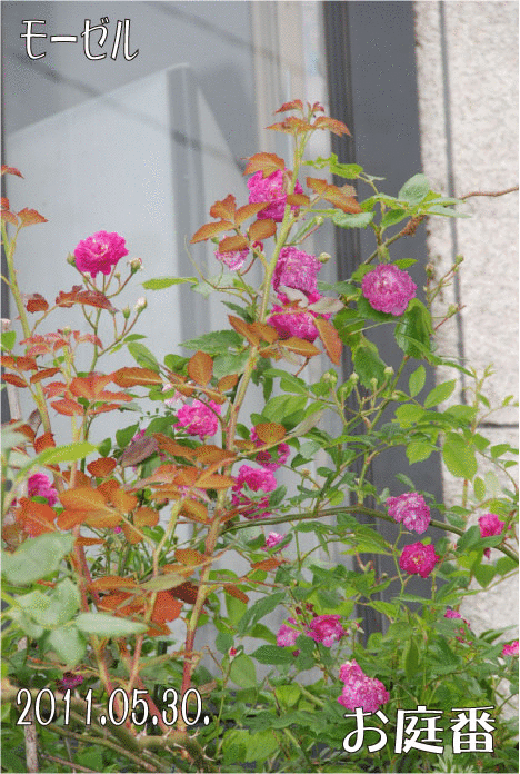 f:id:rotling:20110530231219g:image
