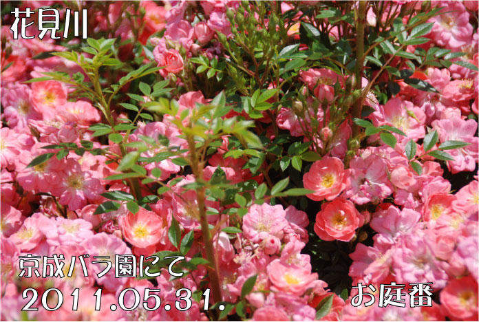 f:id:rotling:20110603122215j:image