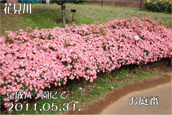 f:id:rotling:20110603122229j:image