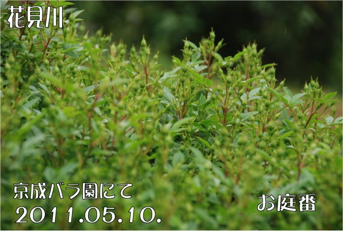 f:id:rotling:20110603122232j:image