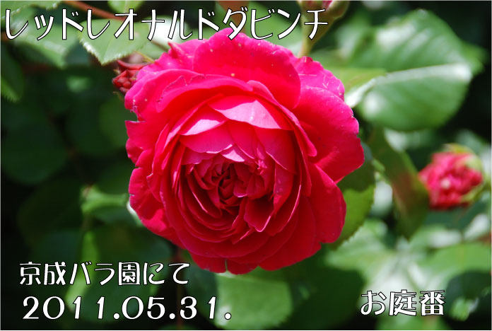 f:id:rotling:20110604005022j:image