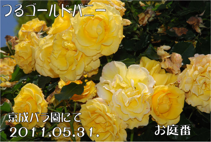 f:id:rotling:20110604094626j:image