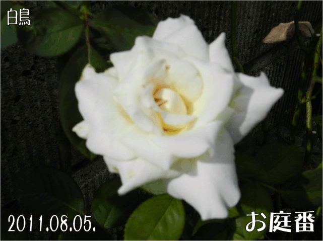 f:id:rotling:20110807095523g:image