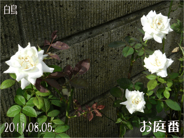 f:id:rotling:20110807095524g:image
