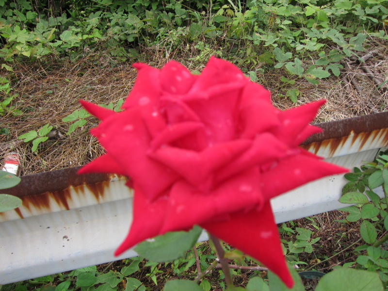 f:id:rotling:20110930154508j:image