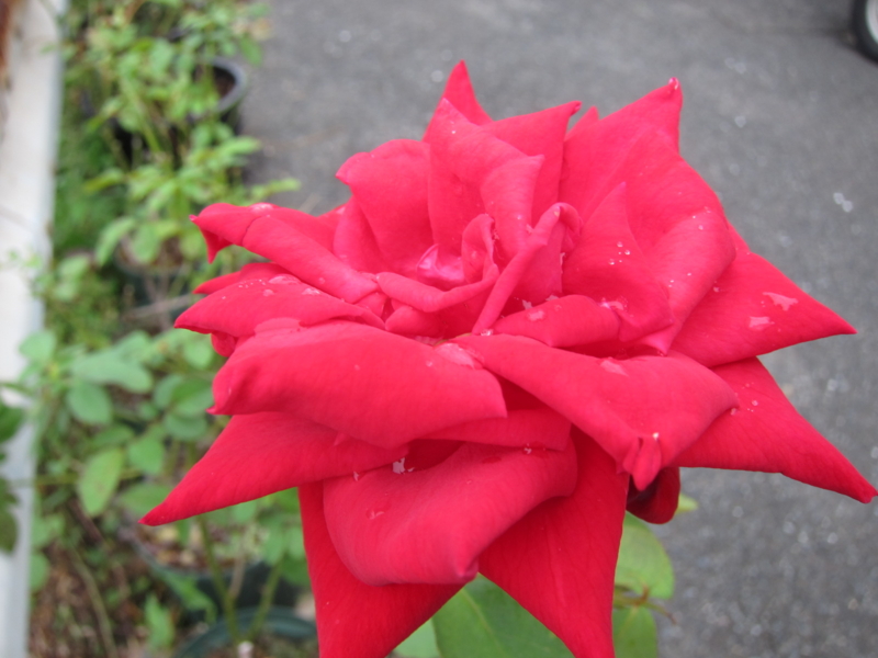 f:id:rotling:20110930154557j:image