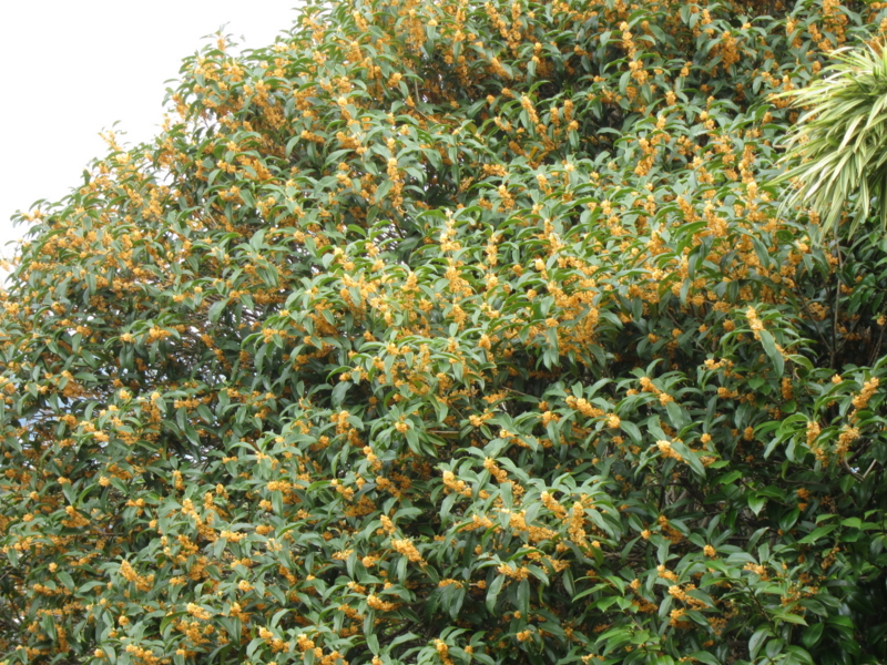 f:id:rotling:20111001111237j:image