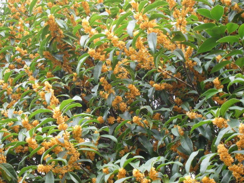 f:id:rotling:20111001111250j:image