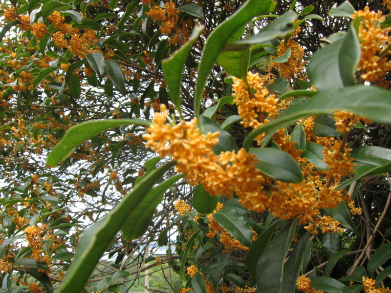 f:id:rotling:20111001111308j:image