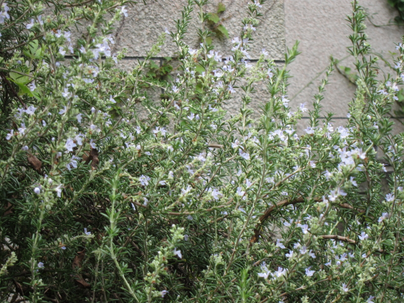 f:id:rotling:20111001111746j:image