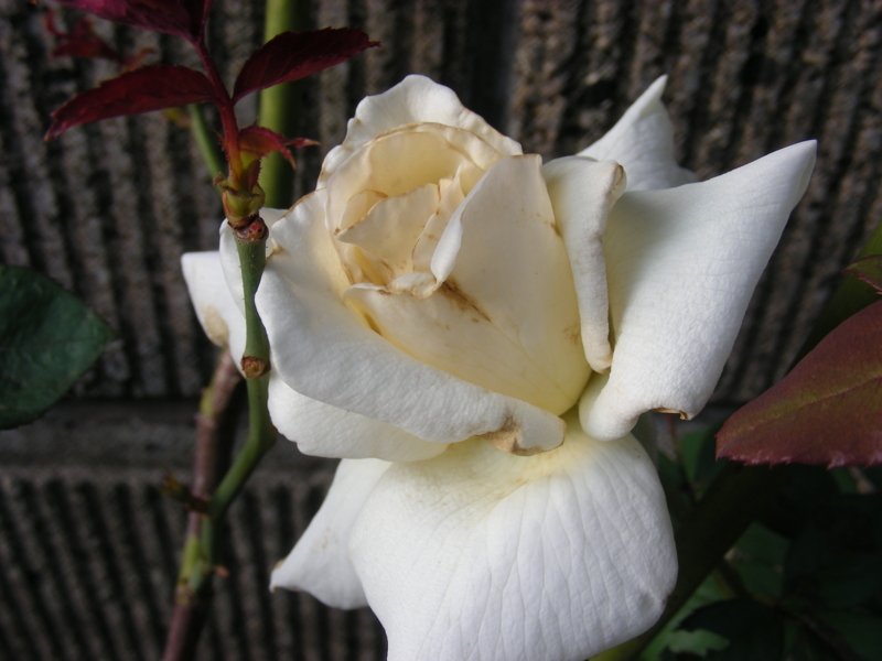 f:id:rotling:20111004163336j:image