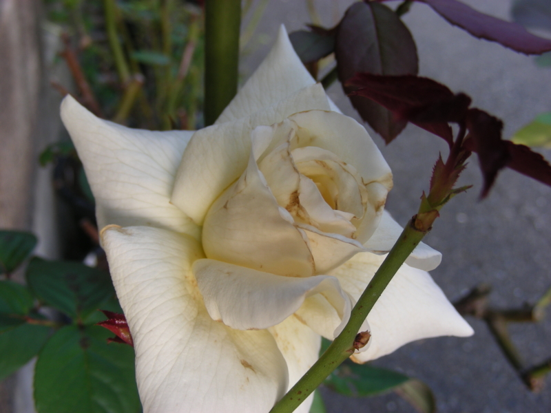 f:id:rotling:20111004163345j:image