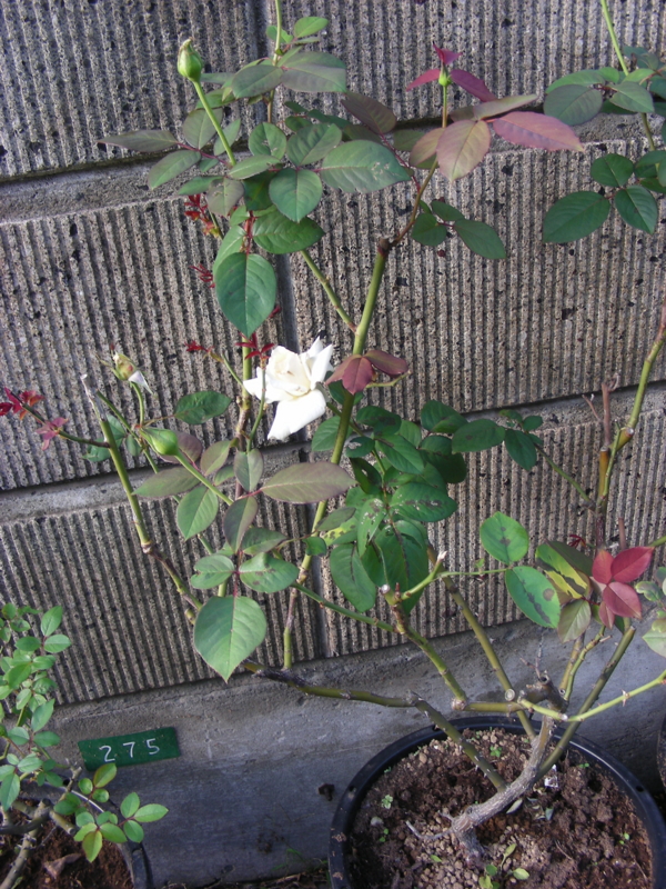 f:id:rotling:20111004163350j:image