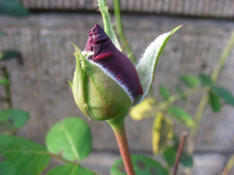 f:id:rotling:20111004163401j:image