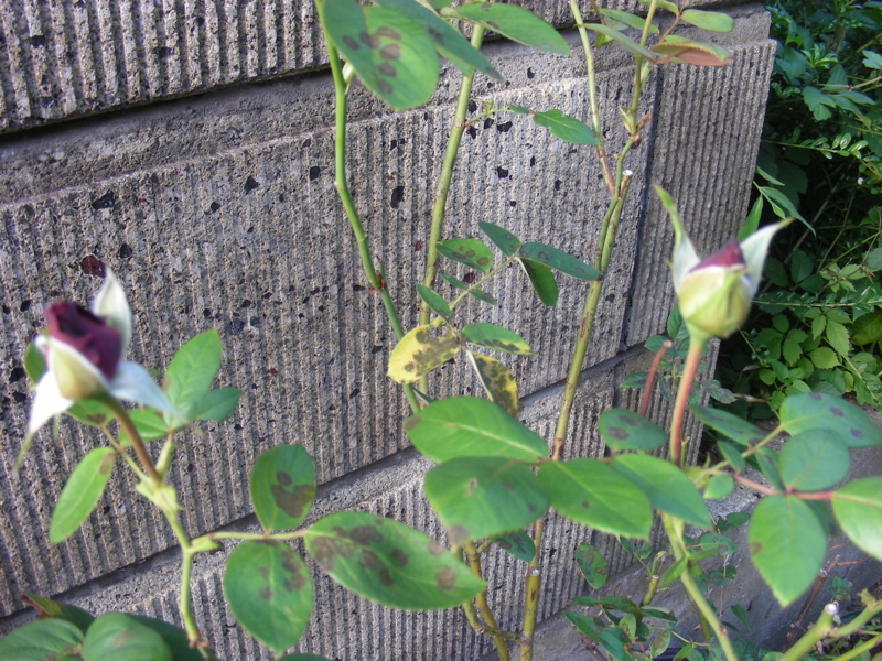 f:id:rotling:20111004163408j:image