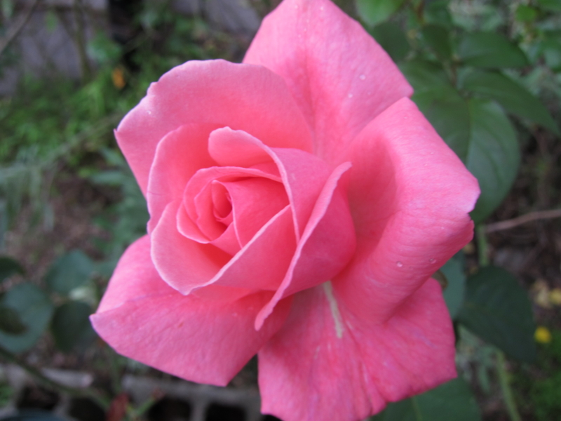 f:id:rotling:20111015155948j:image