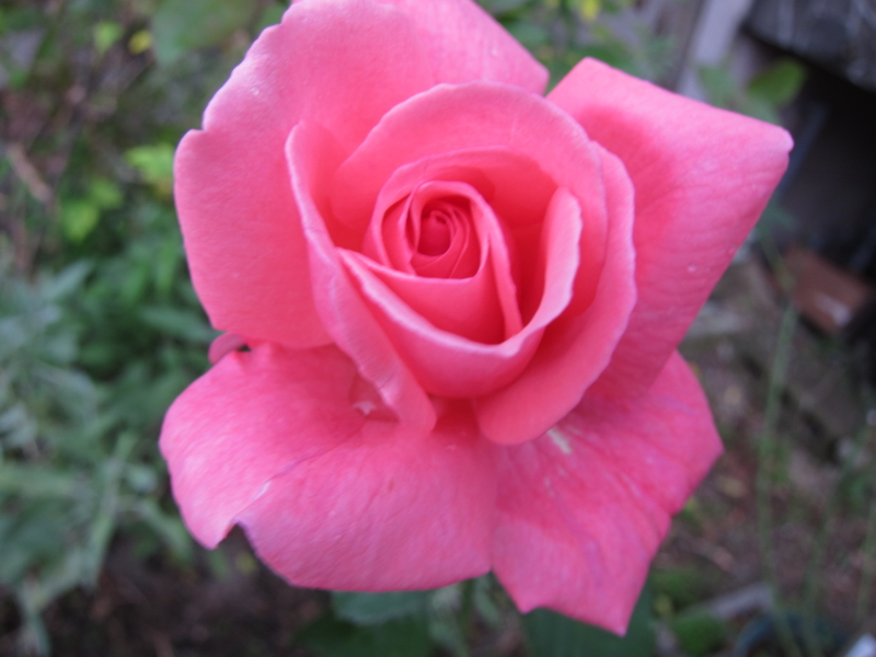 f:id:rotling:20111015155959j:image