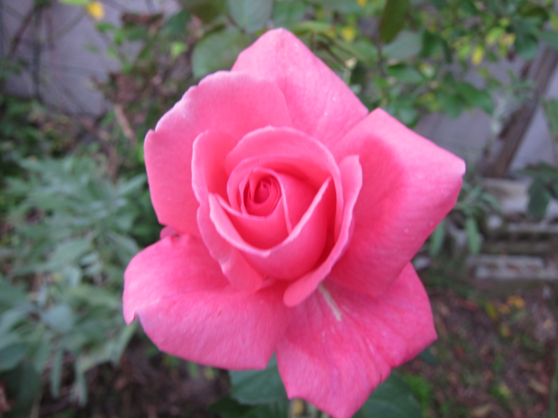 f:id:rotling:20111015160006j:image