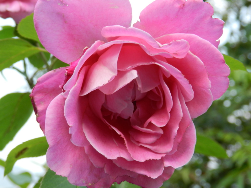 f:id:rotling:20111016120419j:image