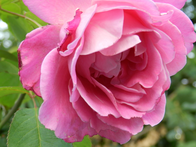 f:id:rotling:20111016120425j:image