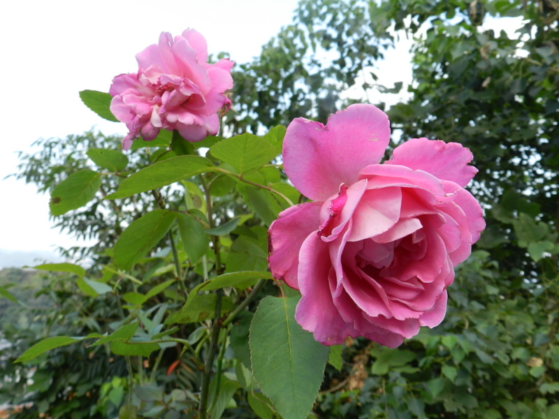 f:id:rotling:20111016120429j:image