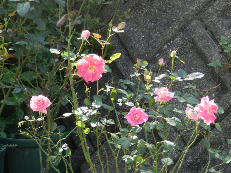 f:id:rotling:20111016120643j:image