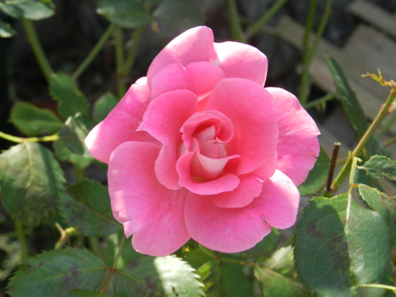 f:id:rotling:20111016120652j:image