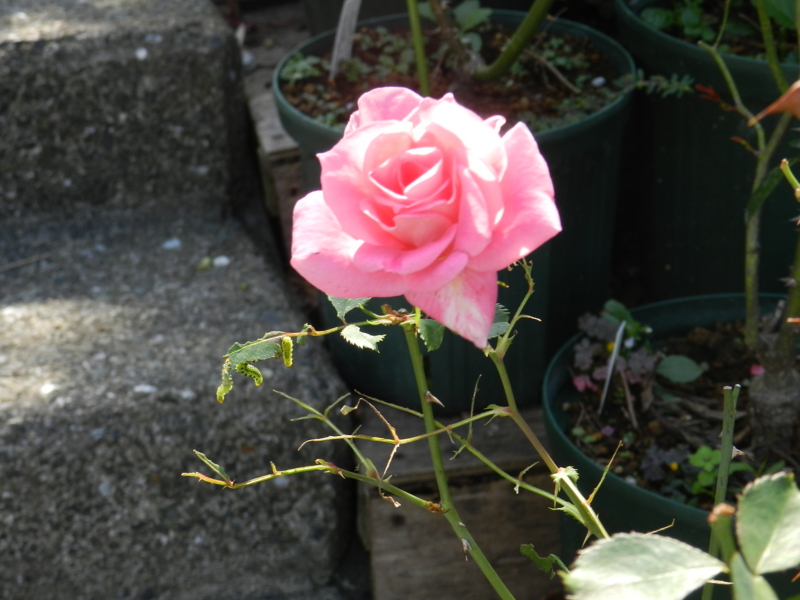 f:id:rotling:20111016120656j:image