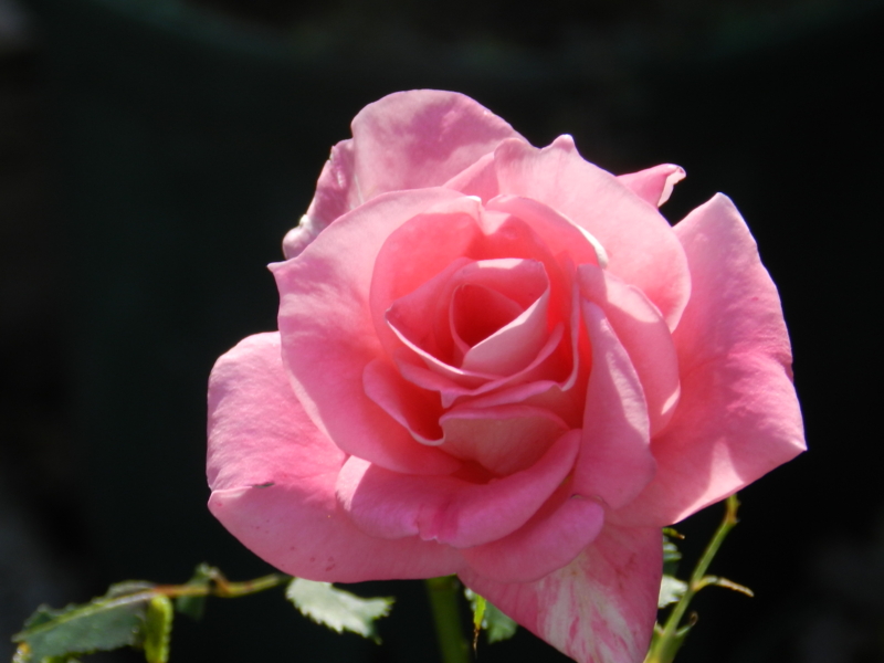 f:id:rotling:20111016120714j:image