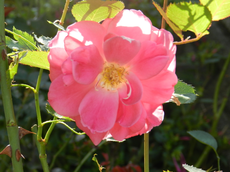 f:id:rotling:20111016120725j:image