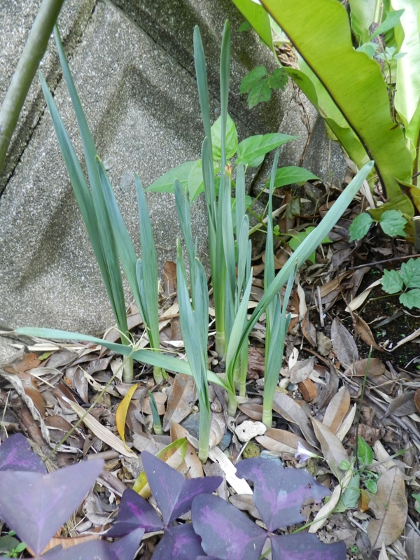 f:id:rotling:20111016151729j:image