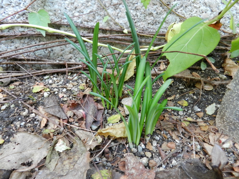 f:id:rotling:20111016151737j:image