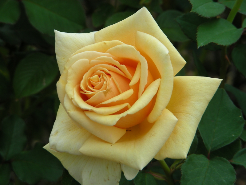 f:id:rotling:20111017114005j:image