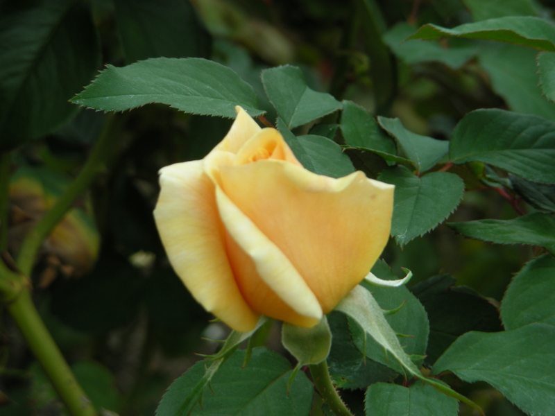 f:id:rotling:20111017114019j:image